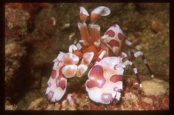 Clown Shrimp  Pacific Coast Costa Rica  Nikon F4 Aquatica... by Stan Bysshe 